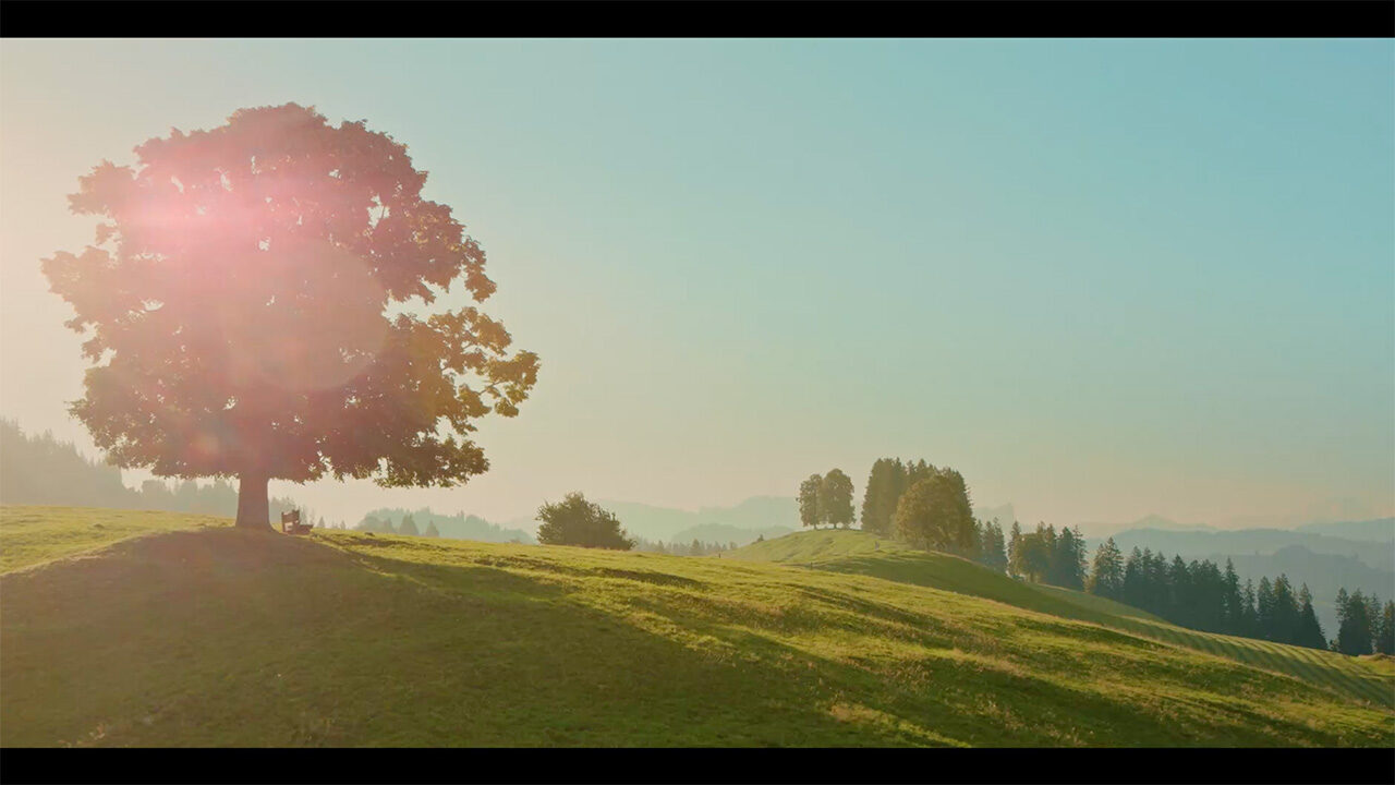 Sonnenbestrahlte Schweizer Landschaft mit prächtigem Baum, sanfte Hügel im Hintergrund.